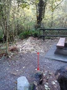Remains of fallen tree in picnic area